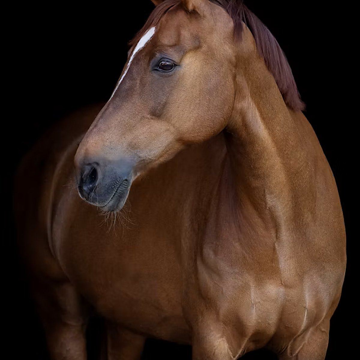 Caballo transportado como carga de animales vivos bajo la normativa IATA LAR