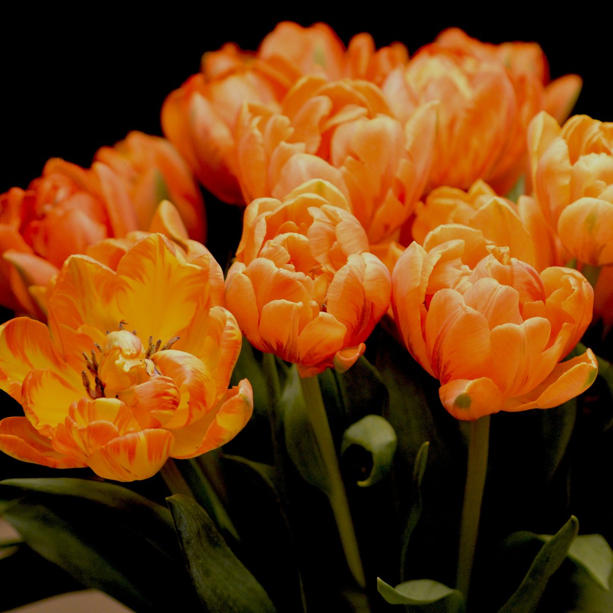 Tulipanes naranja recién cortados, ejemplo de carga perecedera de flores para exportación
